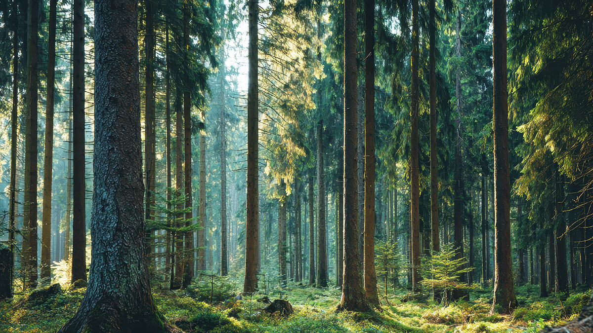 【基礎】そもそも「紙」って、環境にいいの？