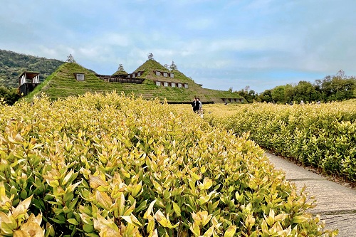 ラ コリーナのアプローチに生えるおかめ笹のこんもりした茂み。